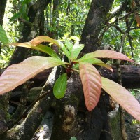 <i>Barringtonia racemosa</i>  (L.) Spreng.